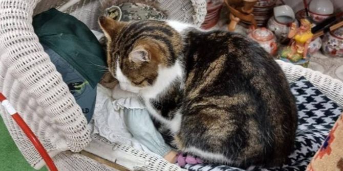 Kater Rhy-Brocki