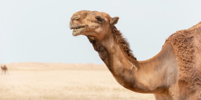 Kamel