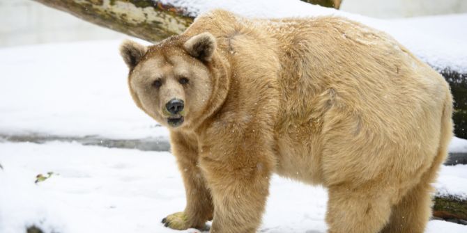 Bär Schnee