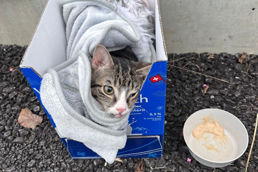 «Ohne kann man so viele Katzen aussetzen, wie man will – niemand findet die Verantwortlichen», sagt Geisser.
