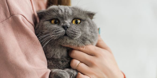 katze haltung fehler