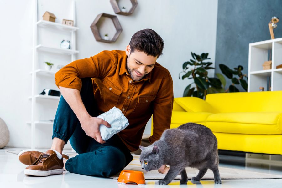 katze gesundheit futter