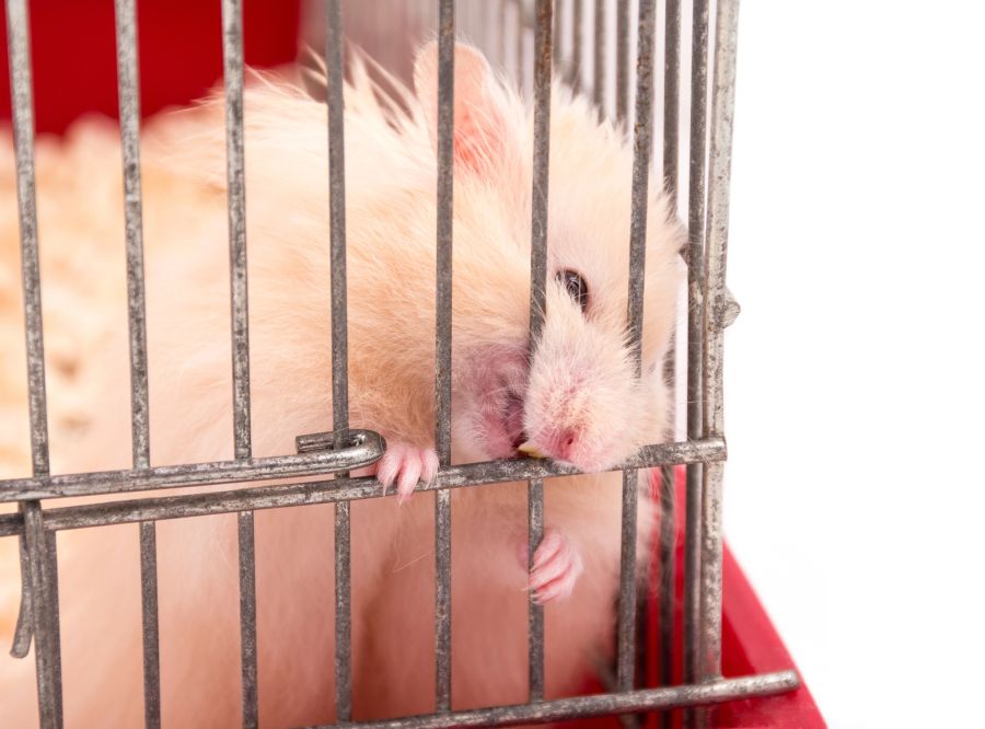 hamster käfig kolelr krank