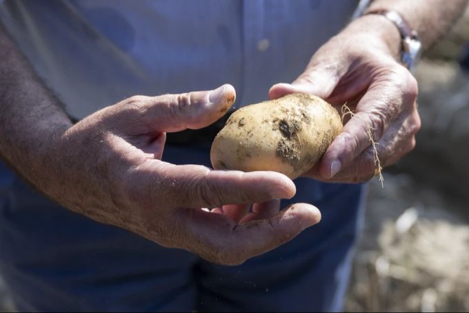 Bei vier von neun konventionell angebauten Kartoffeln wurden Pestizide nachgewiesen. pestizide kartoffeln