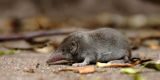 Spitzmaus