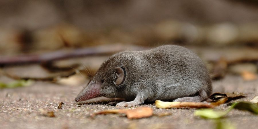 Spitzmaus