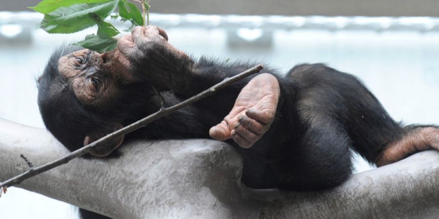 Wie fischt man mit einem Stock nach Ameisen? Junge Schimpansen müssen das erst lernen. Dabei helfen ihnen offenbar vor allem ihre Mütter. (Archivbild)