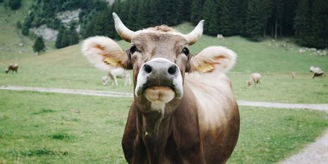 Wie giftig ist die Ostschweizer Milch wirklich? Einen Grenzwert für PFAS gibt es in der Schweiz aktuell nicht. Bild: Unsplash
