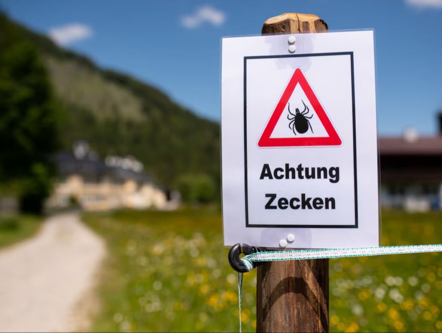 Zecken lieben eher milde Temperaturen: Aufgrund des Klimawandels ist die schweizweite Zahl der Zeckenbisse auch stark angestiegen.