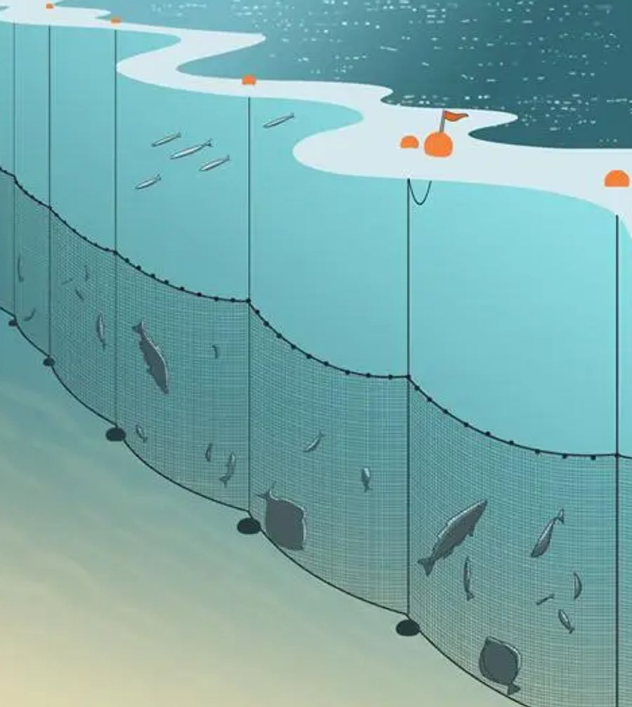 Stellnetze sind bis zu 15 Meter hoch und 15 Kilometer lang. Sie können für Wale tödlich sein.