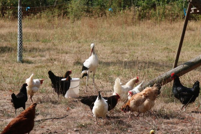 Storch