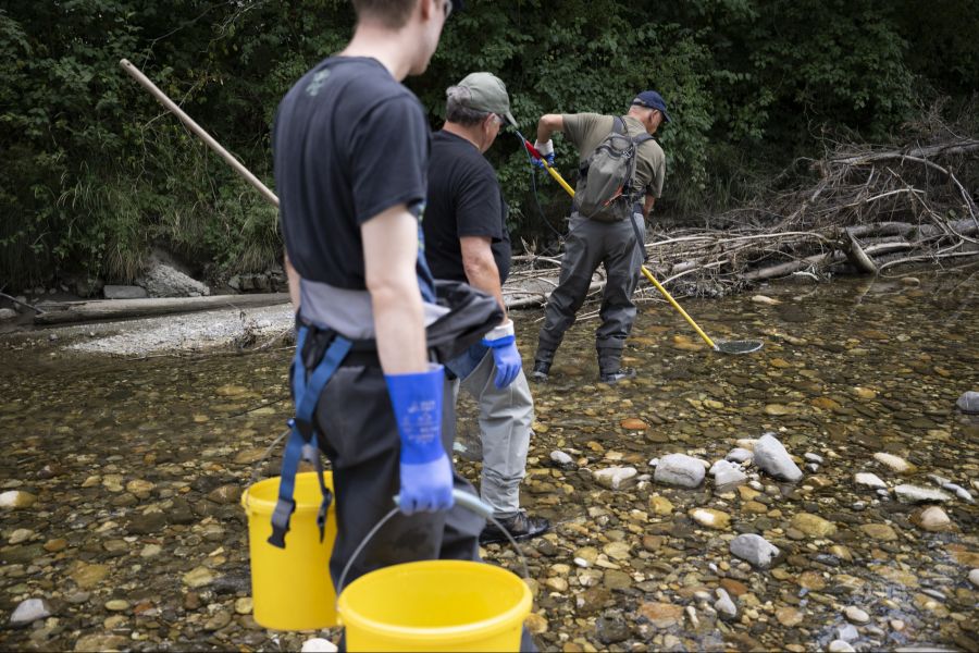 Unter anderem führte die Emme kaum noch Wasser. Experten warnen, dass ganze Jahrgänge sterben könnten.