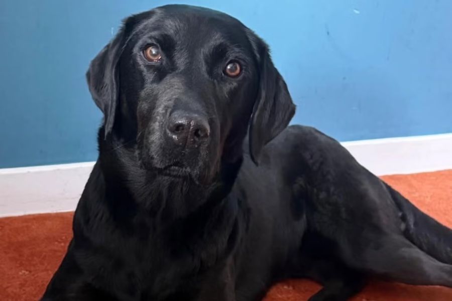 Labrador