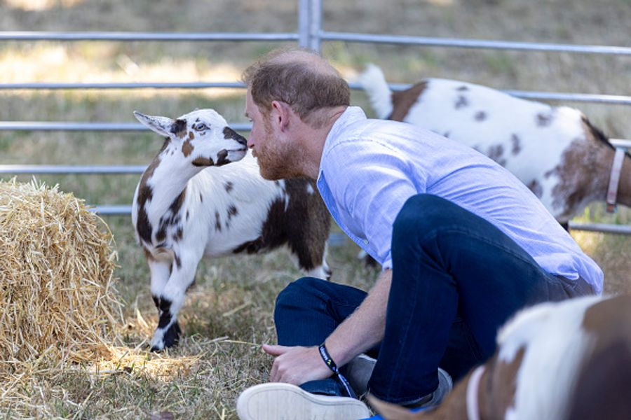 Ein Geisslein schnuppert an Prinz Harry, der sich zu den Tieren hinunterbeugt.