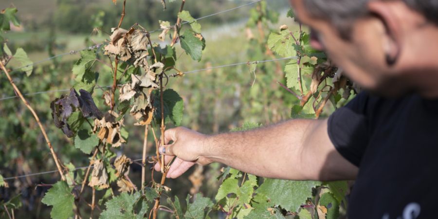Winzer Andreas Schwarz aus Freienstein freute sich auf «ein super Weinjahr». Der Hagelzug vom vergangenen Freitag liess den Traum platzen.