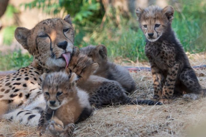 Zoo Basel Geparden