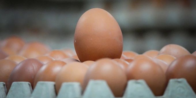 Braune Eier könnten bald zur Seltenheit werden. Eier