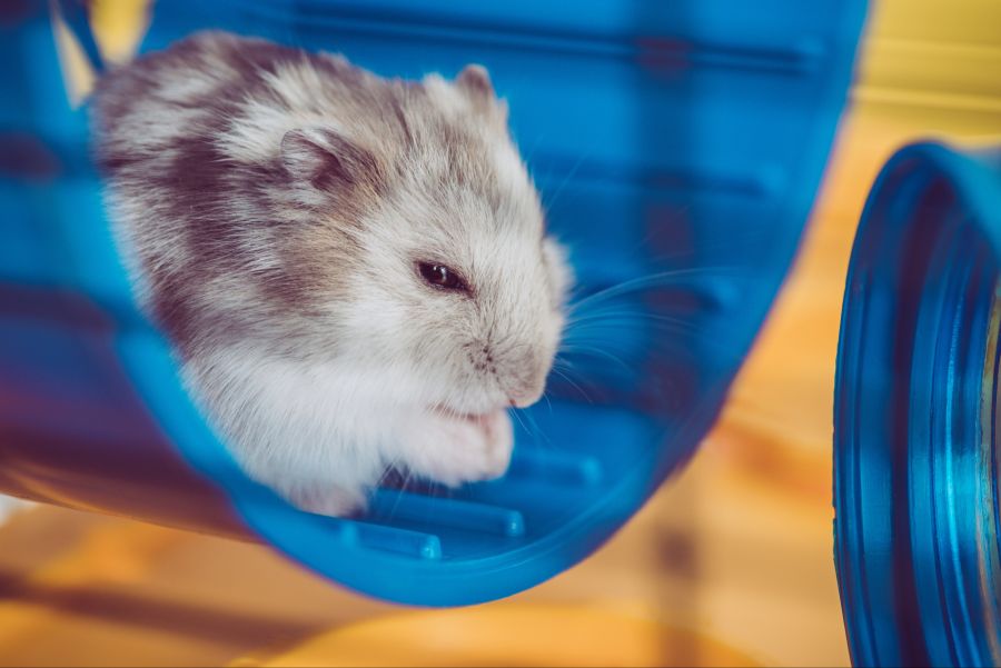 hamster tod ursachen