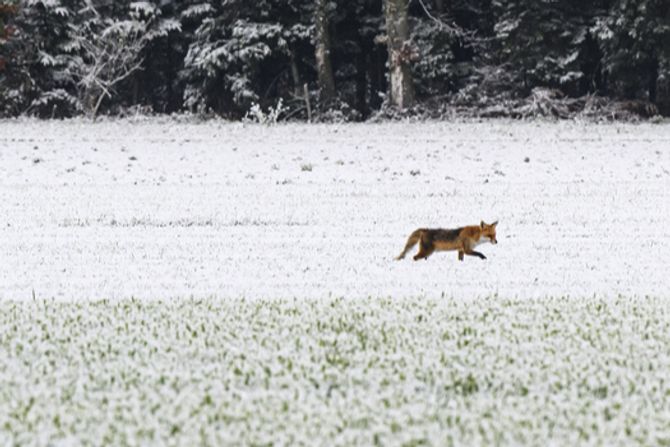 Fuchs Schnee