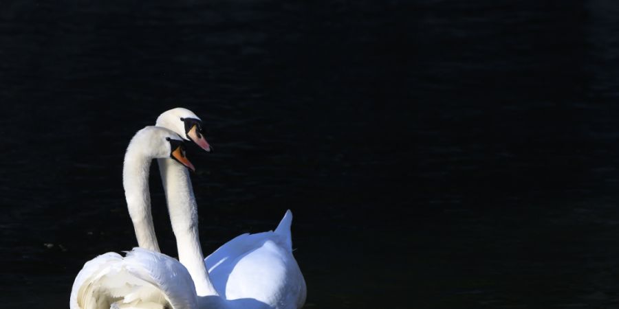 Auch Schwäne sind von der seit diesem Herbst wieder vermehrt beobachteten Vogelgrippe betroffen. (Archivbild)