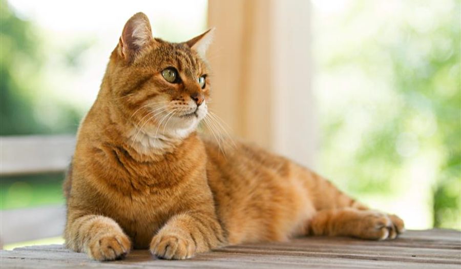 katze