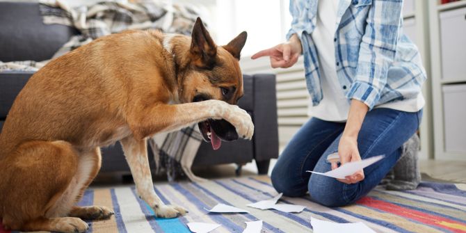 hund erziehung mythen