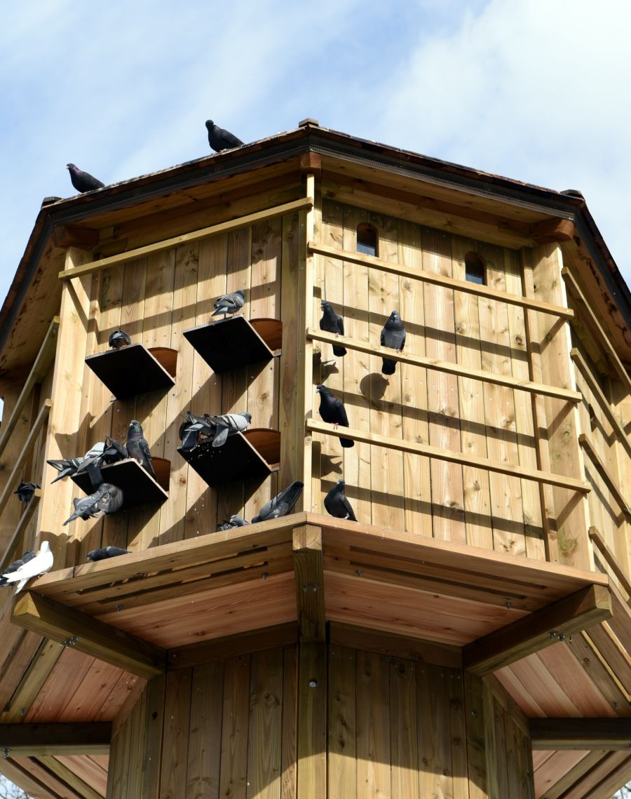 Der Verein fordert Taubenschläge nach Augsburger Modell.