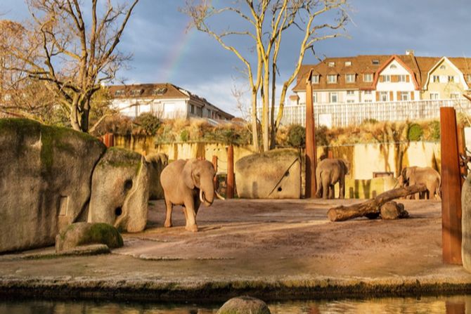 Elefantenherde Zoo Basel abgeben