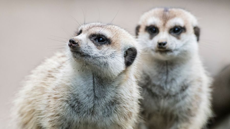 Von Afrika über Europa bis nach Asien: Im Zoo Basel gibt es Tierarten aus allen Kontinenten.