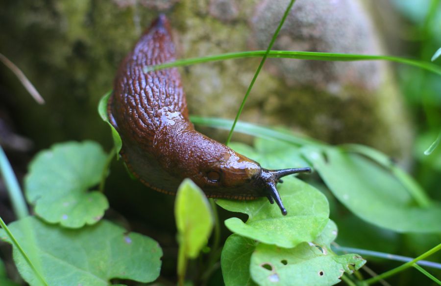 Es stellte sich heraus: Eine Nacktschnecke hat für die Ruhestörung gesorgt. (Symbolbild)