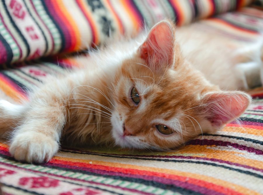 Katze liegt auf einem buntgestreiften Untergrund