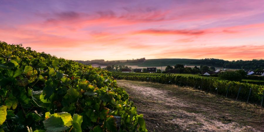 Champagnerweinbergen in Reims