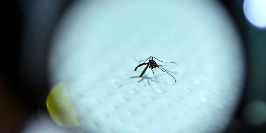 Stechmücken übertragen das Dengue-Virus vor allem in den Tropen und Subtropen. (Archivbild)