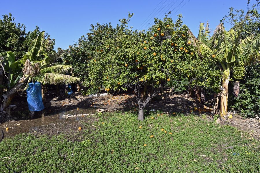 Libanon vermutet Glyphosat und warnt vor massiven Umweltschäden. (Symbolbild)