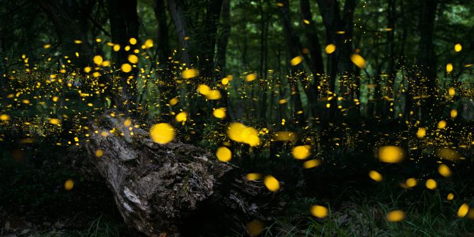 Glühwürmchen Wald Licht Dunkelheit
