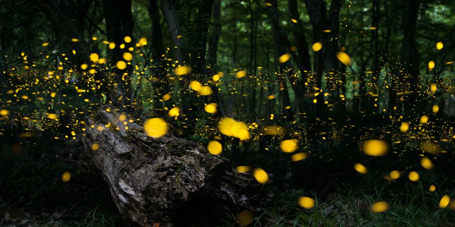 Glühwürmchen Wald Licht Dunkelheit