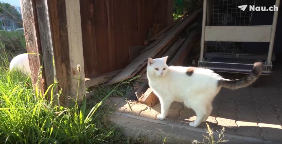Gefährlich wird es auch für die 22-jährige Katze der Familie: Velofahrer auf dem Grundstück könnten das alte Büsi leicht übersehen und gefährden.