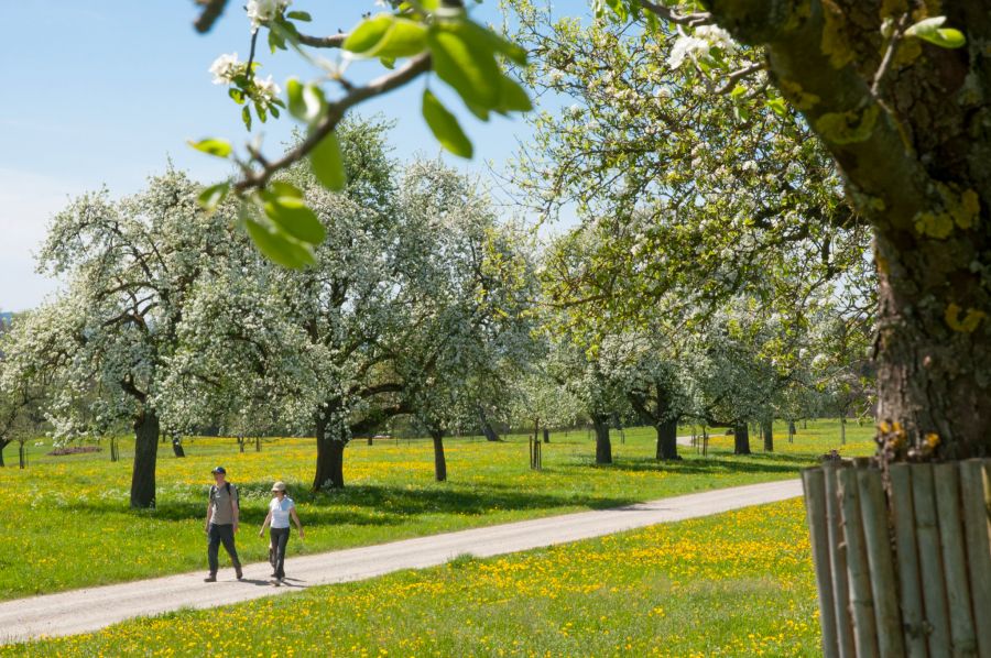 Obstblüte Wanderung Mostindien