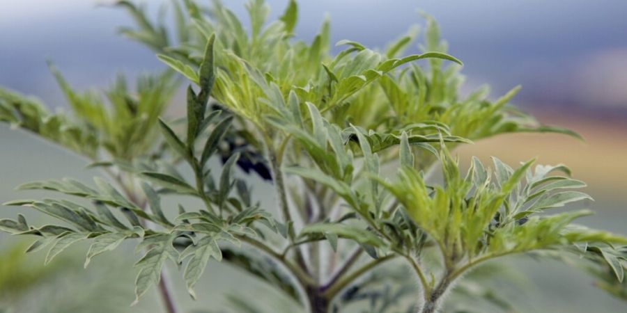 Achtung, Ambrosia! Seit einigen Jahren verbreitet sich die invasive Pflanze stark - mit Auswirkungen auf Allergikerinnen und Allergiker. (Archivbild)