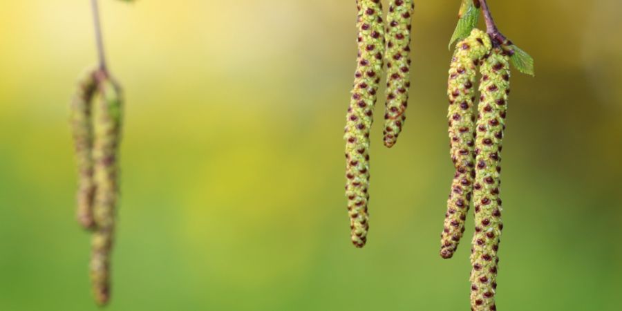 Blütenreiche Birken deuten auf eine starke Heuschnupfensaison hin. (Archivbild)