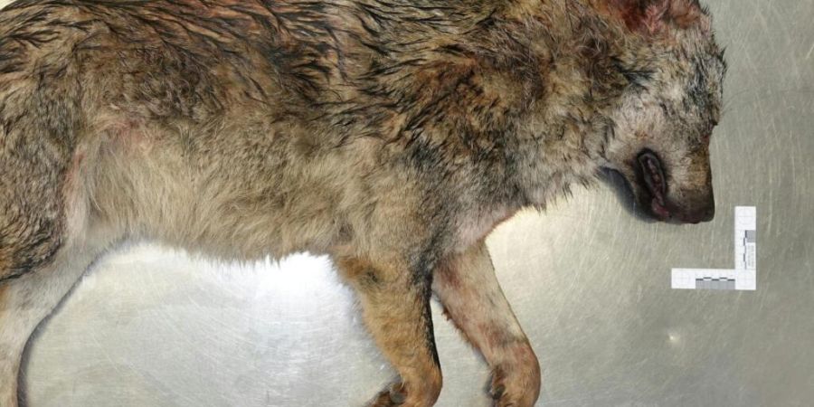 Dieser ausgewachsene männliche Wolf wurde am Samstag in Biberist von einem Zug erfasst.
