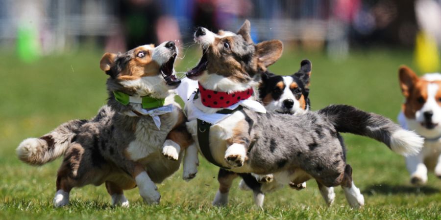 Das Gehirn vieler Haustiere schrumpfte im Zuge der Domestikation. Besonders arg betroffen: der Hund. (Symbolbild)