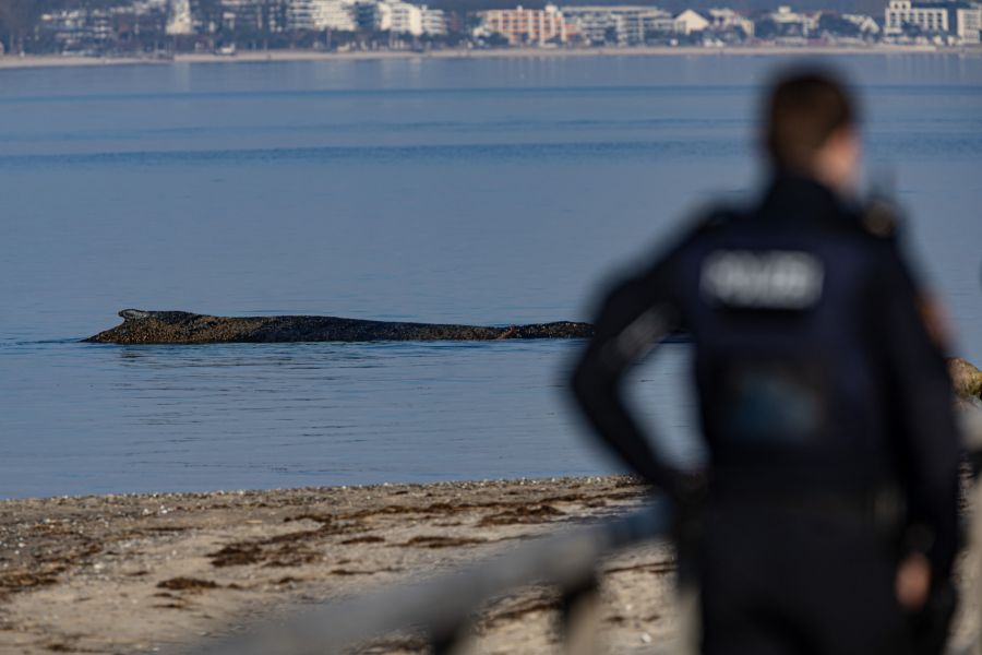 Es dürfte sich um denselben Wal handeln, der erst vor kurzem im Wismarer Hafen und in Travemünde gefunden wurde – ziemlich sicher ein Buckelwal.