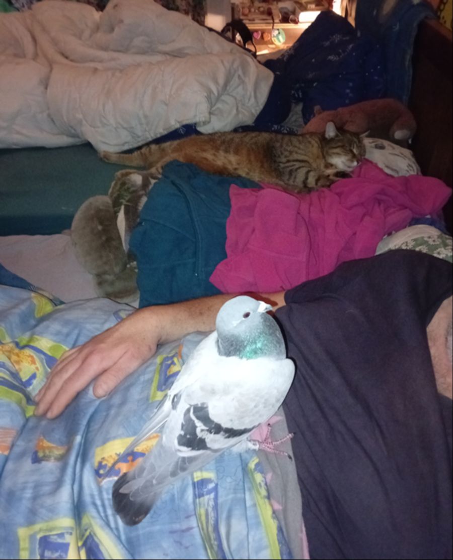 Der Kater schläft und Dorothea legt sich auch manchmal zu Herrchen ins Bett.