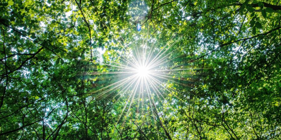 Trockenheit und Hitze kann zu dauerhaften Schäden an den Blättern führen, wie Forschende herausgefunden haben. (Symbolbild)