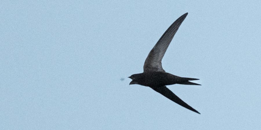 Bei der jährlichen Vogelzähaktion «Stunde der Gartenvögel» wurden weniger Mauersegler gesichtet als im Vorjahr. (Archivbild)