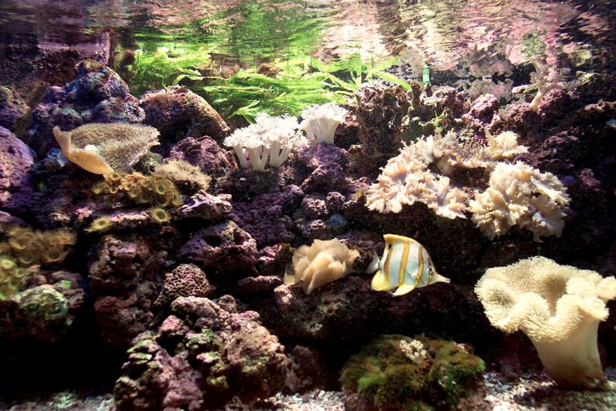 Über 99 Prozent davon waren der Wissenschaft bisher unbekannt. (Symbolbild)