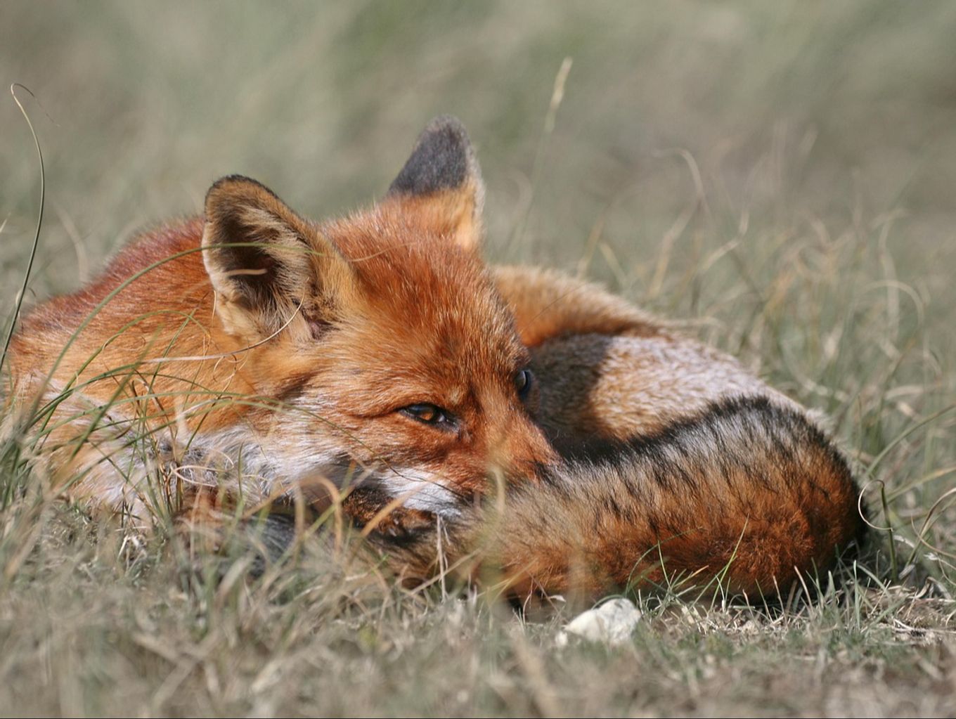 Kranker Fuchs wohnt im Garten-Korb von Leserin | Nau.ch