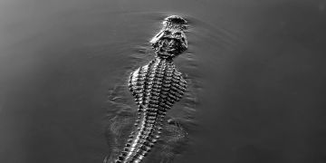 krokodil lausanne marokko