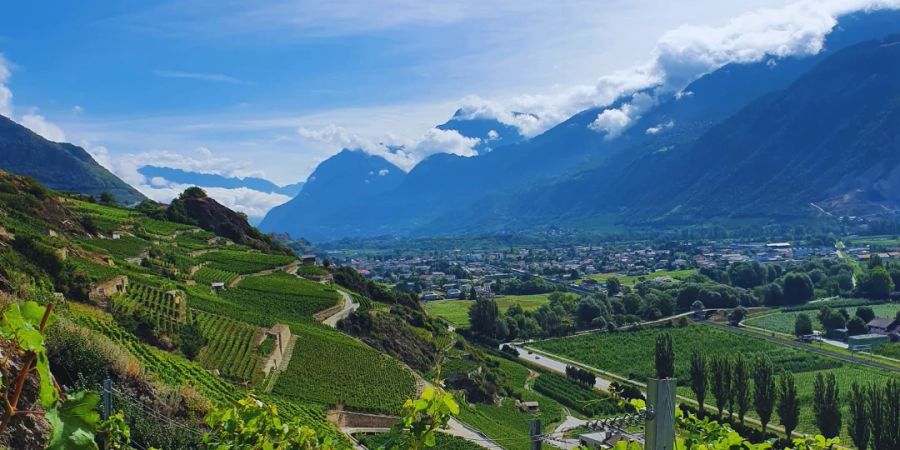 Panorama Weinberge Himmel grün